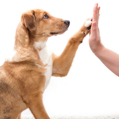 Dog Behaviourist Henley-on-Thames Dog Behaviourist Henley-on-Thames
