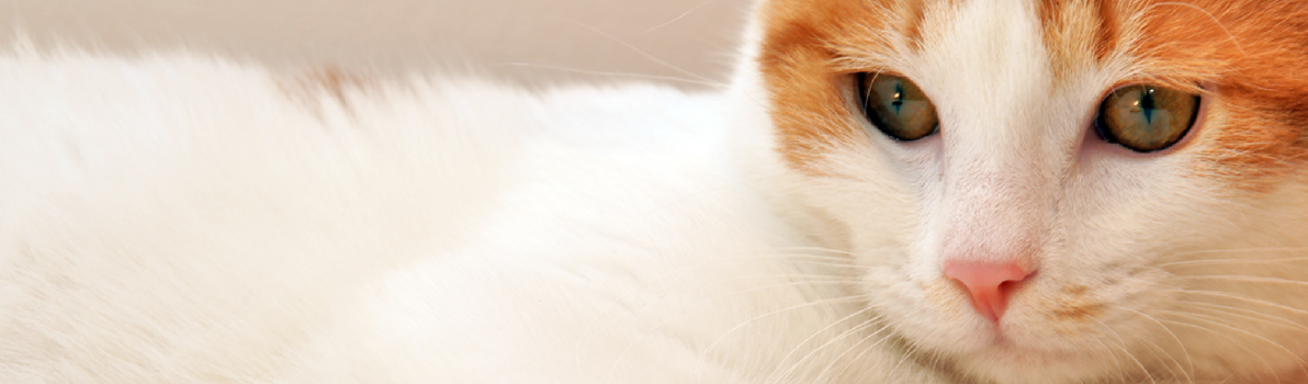 Cat Behaviour Training | Animal Training | South Oxfordshire Cat Behaviour Training | Animal Training | South Oxfordshire