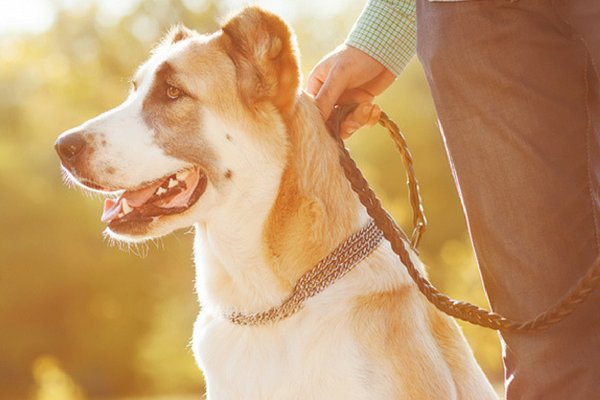 Reactive Dog Training | Animal Training | South Oxfordshire Reactive Dog Training | Animal Training | South Oxfordshire
