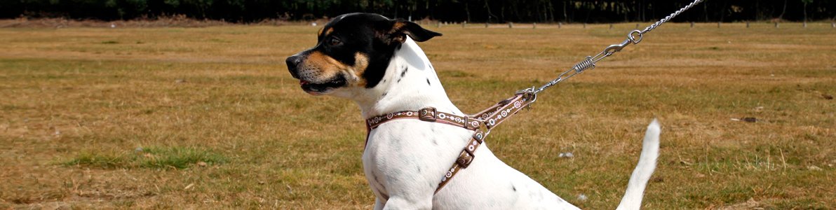 Reactive Dog Training | Animal Training | Shropshire