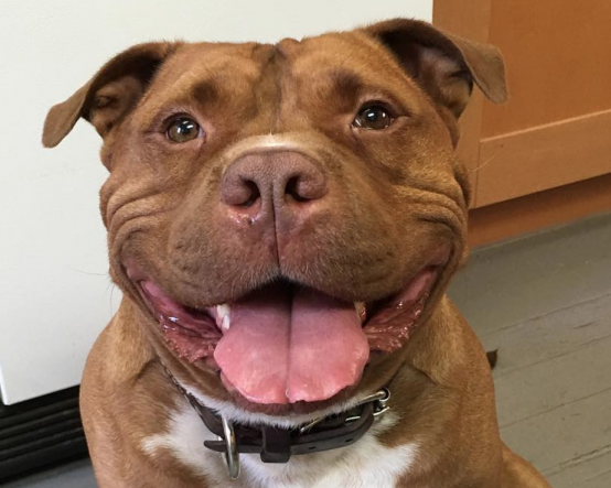 Dogs with big smiles