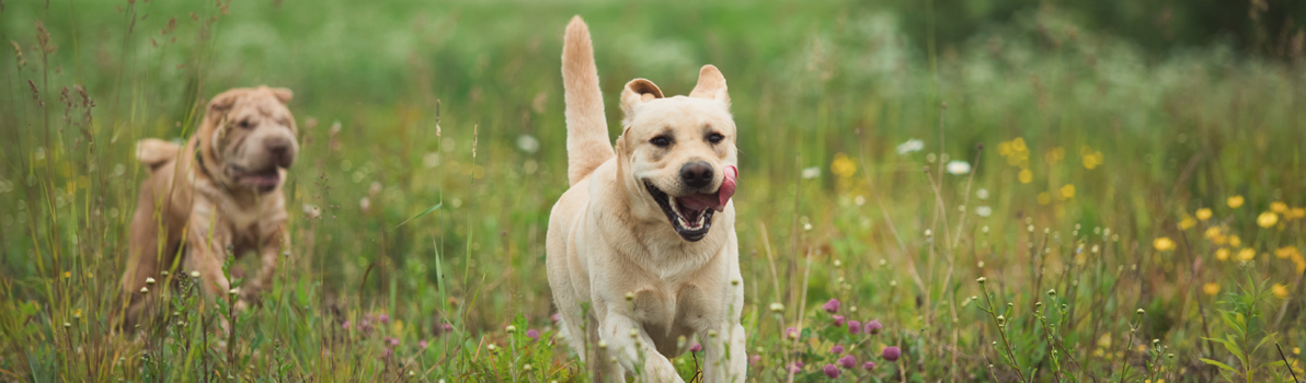 Kennel Services | Heath House | Shropshire Kennel Services | Heath House | Shropshire